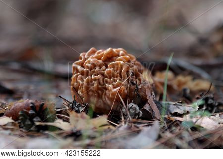 Gyromitra Gigas, Beautiful Gyromirtra Esculenta Mushrooms Growth. Natural Calf Brain Fungi. Fresh An