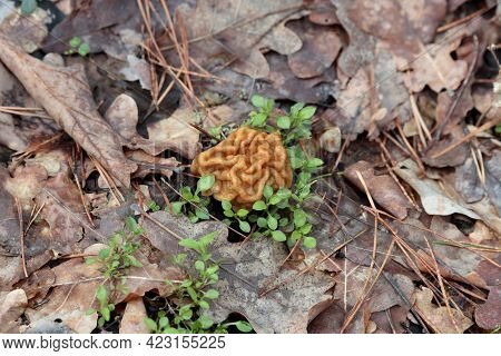 Gyromitra Gigas, Natural Calf Brain Fungi. Beautiful Gyromirtra Esculenta Mushrooms Growth. Fresh An