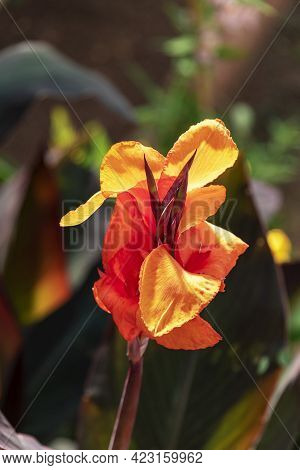 Canna Indica, Commonly Known As Indian Shot, African Arrowroot, Or Sierra Leone Arrowroot. Close Up.