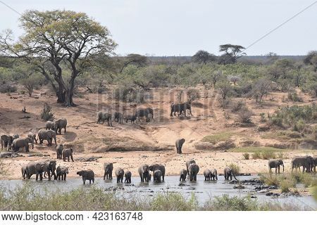 Asian Elephant In The Jungle. African Elephant In National Park. A Young Elephants Walking.