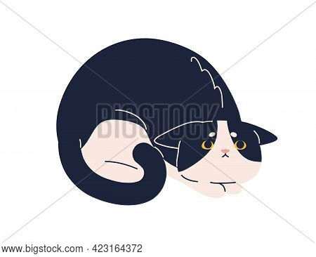 Scared Frightened Cat With Mournful Fearful Look. Sweet Kitty Raising Eyes Up, Praying For Smth. Ado