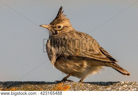 Crested Lark Sitting On A Concrete Near To Village.