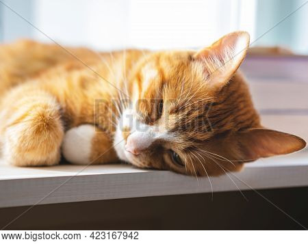 The Cute Sleeping Red Cat On The Wooden Windowstool.