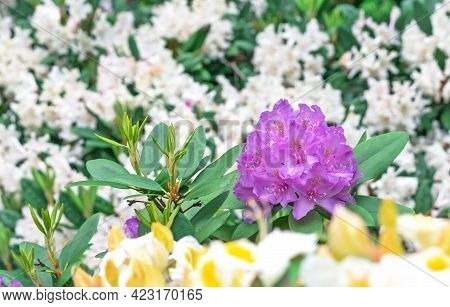 Pacific Rhododendron (rhododendron Macrophyllum) Is A Large-leaved Species Of Rhododendron Native To
