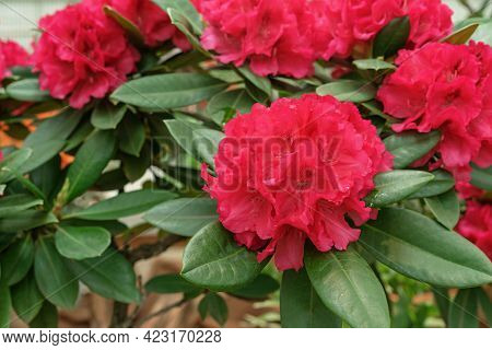 Pacific Red Rhododendron (rhododendron Macrophyllum) Is A Large-leaved Species Of Rhododendron Nativ