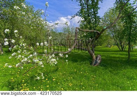 A Blooming Old Apple Tree With A Bizarrely Curved And Twisted Trunk. Apple Orchard Pple Orchard In K