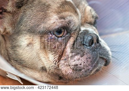 Injured Dog Eye With Stitches On Lower Eyelid On Merle French Bulldog With Protective Cone