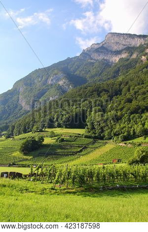 Vineyards In Walenstadt In Sarganserland Region Of Canton St. Gallen. Alps In Switzerland.