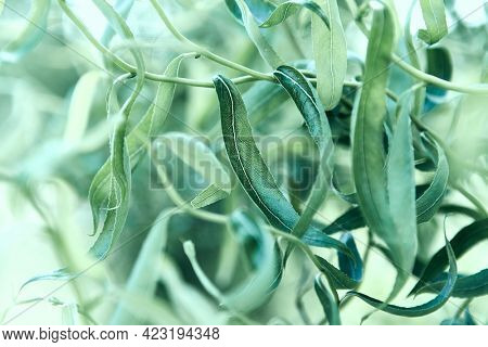 Weeping Willow Leaves. Close-up; nature background