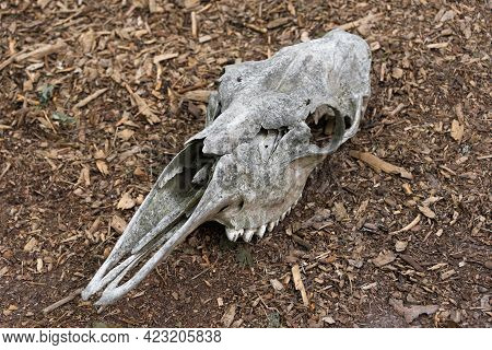 Weathered Skull Of A Dead Horse In The Forest. An Old Horse Skull Lies On The Ground. Bone Skull Wit