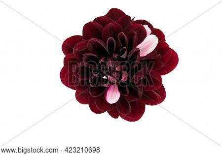 Colorful Pink Dahlia Daria In Love Flower Isolated On A White Background With Clipping Path.