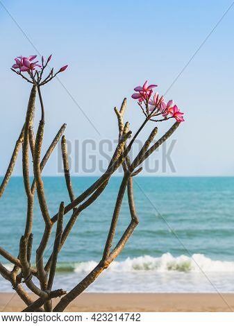 A Bouquet Of Champa Flowers That Grow On The Beach. Plumeria Flower On Beach With Sea And Sky In Bac