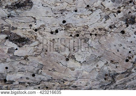 Tree Bark Texture Woodbackground