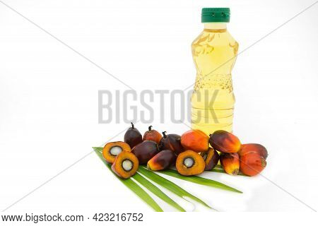 Commercial Palm Oil Cultivation. Since Palm Oil Contains More Saturated Fats Its Use In Food. Oil Fr