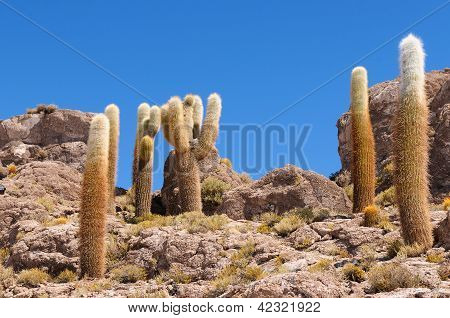 Bolívie, většina Beautifull Andách v Jižní Americe, Salar Du Uyuni