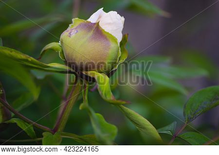 Paeonia Bud. Close-up Of Bud And Green Leaves On A Pink Peony Bush In The Garden, Paeonia Lactiflora