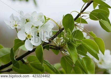 Pear Flowers. Blooming Tree In The Garden. White Delicate Flowers And Green And Young Leaves. Malina