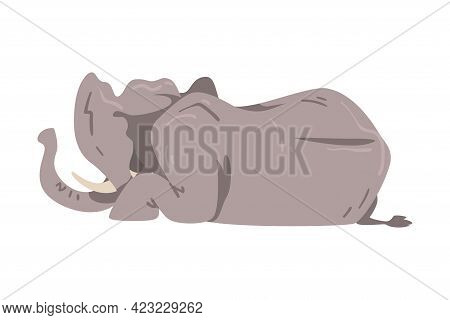 Lying Elephant As Large African Animal With Trunk, Tusks, Ear Flaps And Massive Legs Vector Illustra
