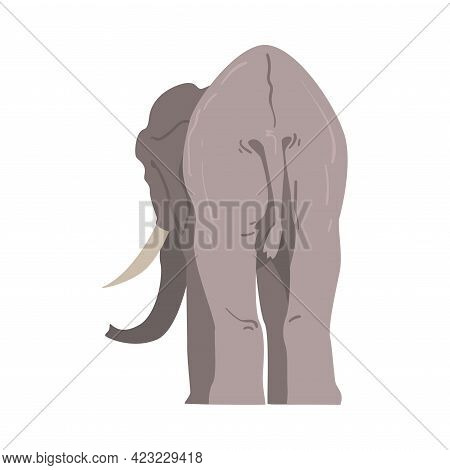 Standing Elephant As Large African Animal With Trunk, Tusks, Ear Flaps And Massive Legs Back View Ve