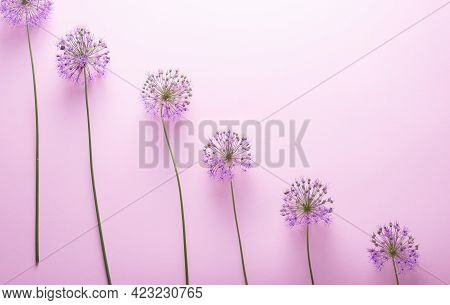 Staircase Steps Lined With Long Purple Flowers On A Pink Background. Minimalistic Abstraction Spring