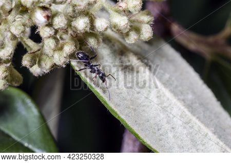 Macro Of An Ant Walking On A White Leaf