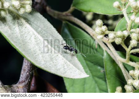 Macro Of An Ant Walking On A White Leaf