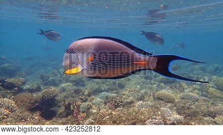 Sohal Surgeonfish Or Sohal Tang Or Arabian Surgeonfish (acanthurus Sohal) Undersea, Red Sea, Egypt, 