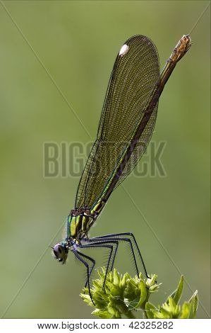 Coenagrion Puella