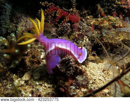 A Hypselodoris Apolegma Nudibranch Boracay Island Philippines