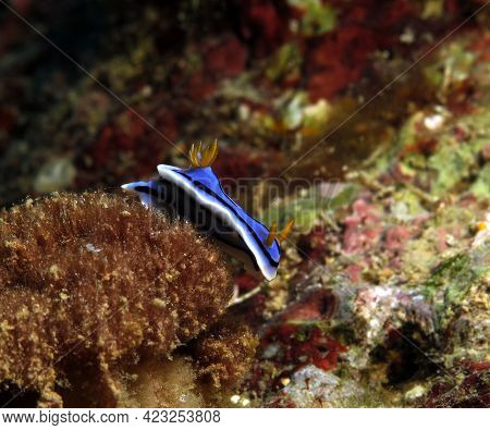 A Chromodoris Lochi Nudibranch Boracay Island Philippines