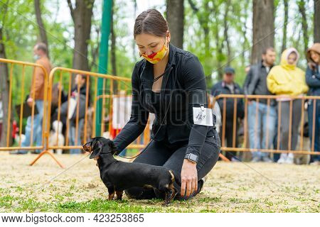 Female Handler Wearing Protective Medical Mask On Her Face, Puts Obedient Dachshund Puppy In The Cor