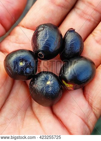 Jubun And Jamun (jambolan Fruits) Is Monsoon Season Fruits And Amazing Health Benefits