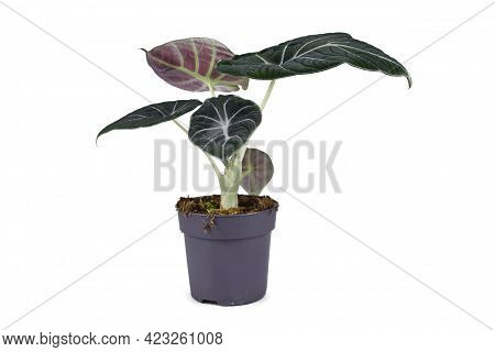Tropical Houseplant With Botanic Name 'alocasia Reginula' In Pot Isolated On White Background.