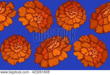 Seamless Pattern With Colorful Botanical Sketch Of Marigold Flowers On Blue Background. Vector Texti