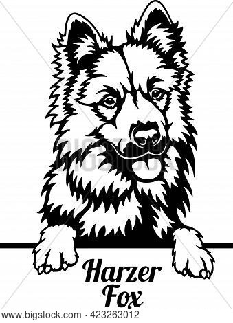 Harzer Fox Peeking Dog - Head Isolated On White