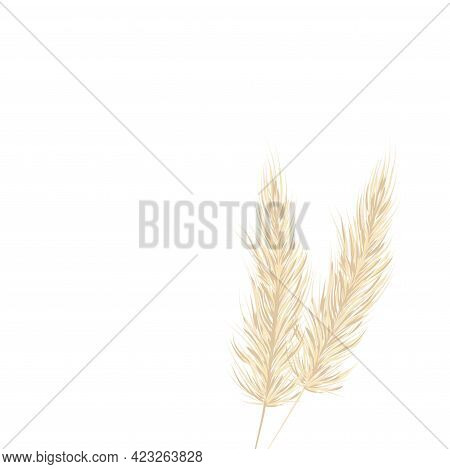 Pampas Grass On A White Background In A Hand Drawn Style . Cream Branch Of Dry Grass. Template For A