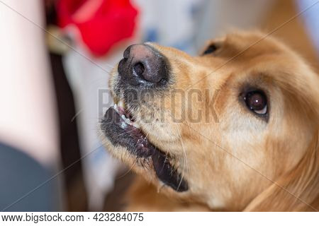 Side View Golden Retriever Waiting For Food. His Mouth Is A Little Bit Open.closeup.