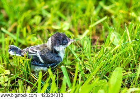 The Chick Tit On A Summer Green Meadow. Great Tit, Parus Major.cyanistes Caeruleus Or Parus Caeruleu
