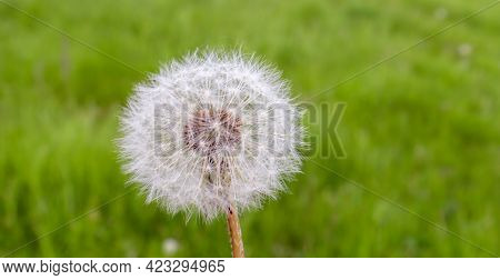 Close-up Of White Dandelion Flower On Blurred Green Grass Background. Fluffy White Seeds. Floral Flo