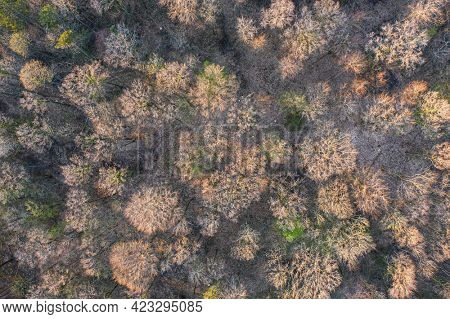 Top view of deciduous tree forest in the beginning of spring
