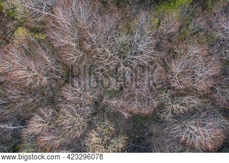 Top view of deciduous tree forest in the beginning of spring