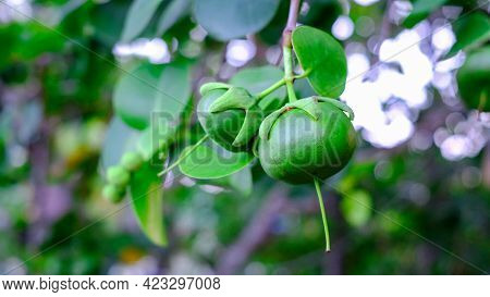 Sonneratia Caseolaris Or Known As Firefly Mangrove, Red-flowered Pornupan Mangrove, Or Mangrove Appl