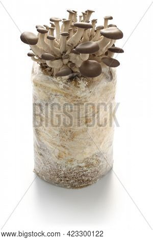 oyster mushroom  fungus bed cultivation 