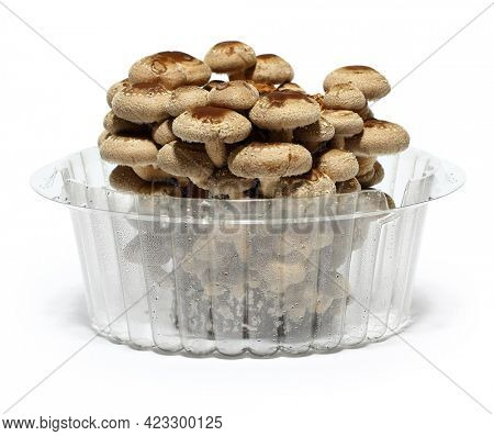 shiitake mushroom fungus bed cultivation 