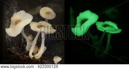 luminous mushroom ( green pepe)  fungus bed cultivation  in terrarium at home. light on and off.