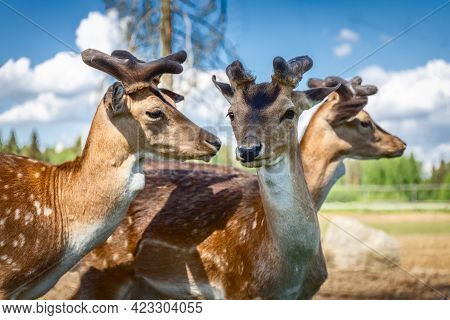 Sika Deer On A Reindeer Farm. Deer Graze In The Pasture. Reindeer Farm. Close Up. High Quality Photo