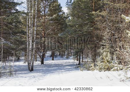 Ihana talvi Metsä Road