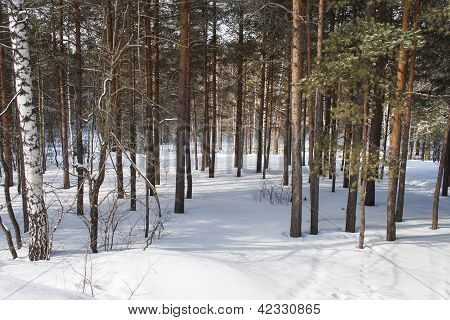 Ihana talvi Metsä Road
