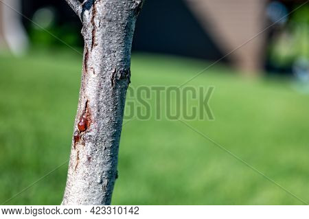 Damaged Bark Of On A Peach Tree In The Spring Caused By An Infestation Of Peachtree Borer Larvae Tun