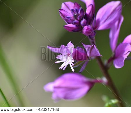 Macro Detail Of Pink Flower Of Polygala Vulgaris Plant. Located Next To A Mountain Forest Road In La